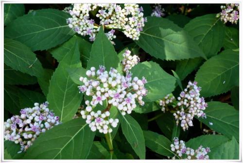 Antifebrile dichroa Antifebrile dichroa